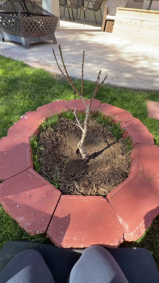 Post 6 by esme🪴| home.garden.hens on TikTok (video)