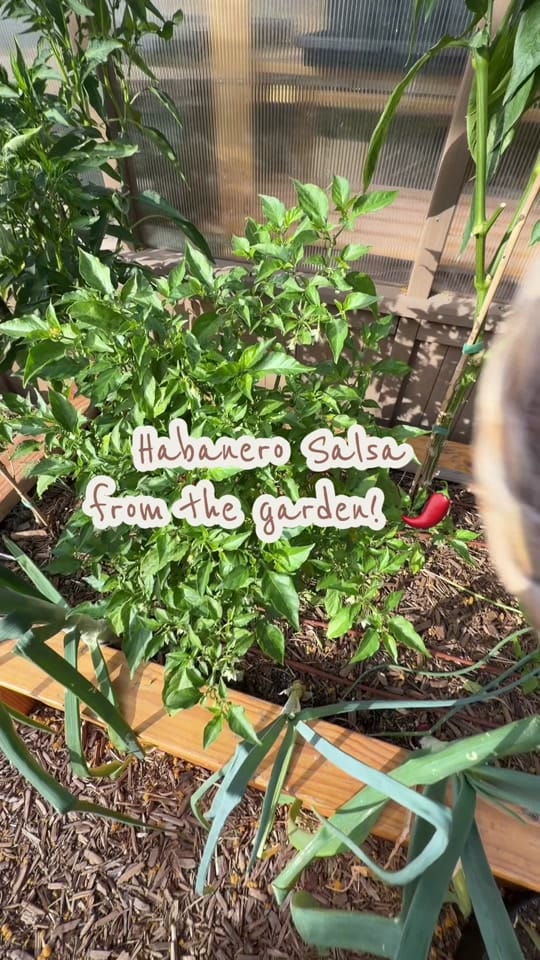 Post 5 by esme🪴| home.garden.hens on TikTok (video)