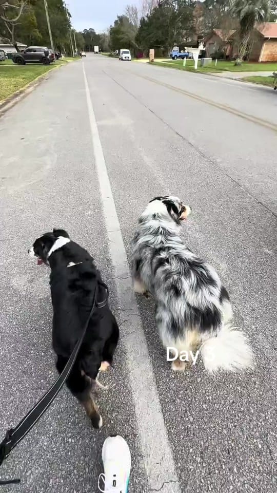 Post 3 by Sarah on TikTok (video)