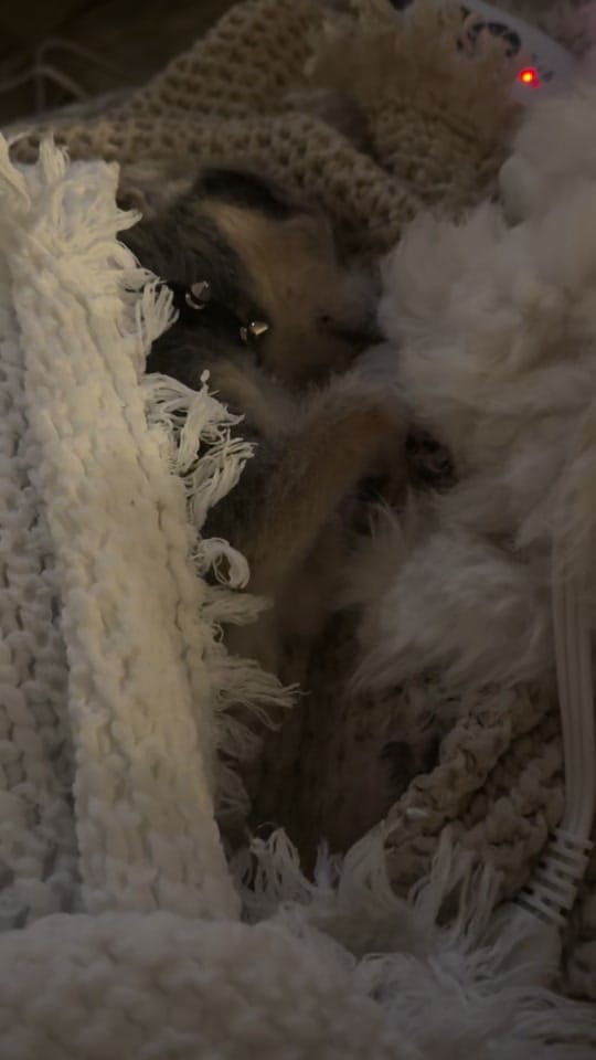 Post 3 by EmBotFX on TikTok (video)