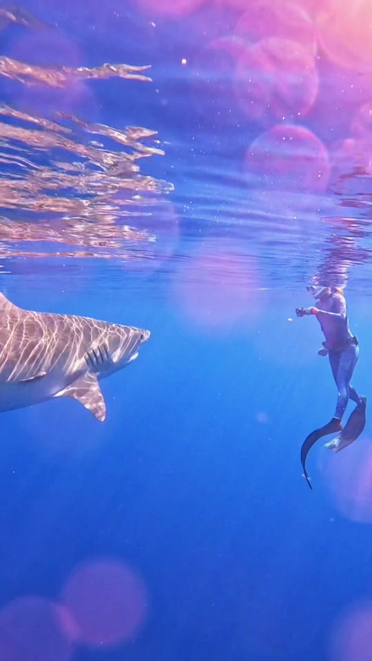 Post 1 by Rachel Strohl Freediver on TikTok (video)