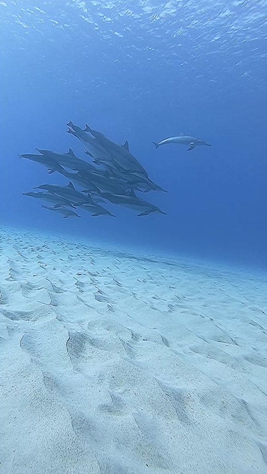 Post 10 by Rachel Strohl Freediver on TikTok (video)