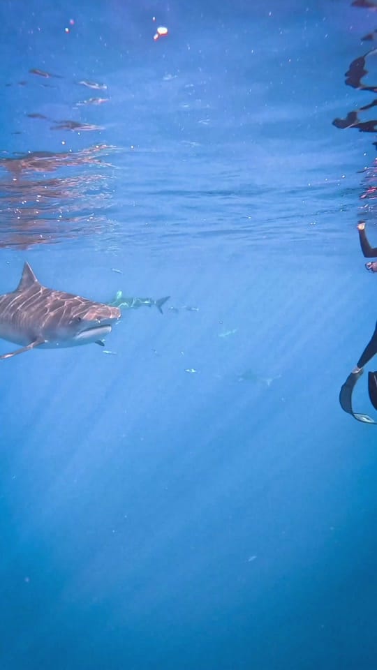 Post 6 by Rachel Strohl Freediver on TikTok (video)