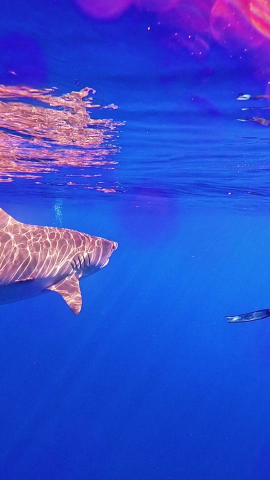 Post 7 by Rachel Strohl Freediver on TikTok (video)
