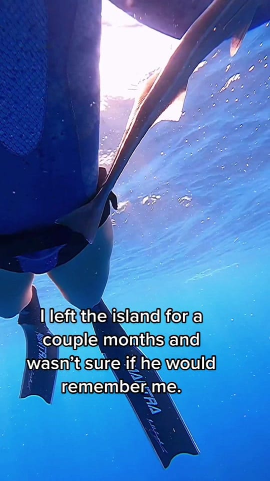 Post 9 by Rachel Strohl Freediver on TikTok (video)