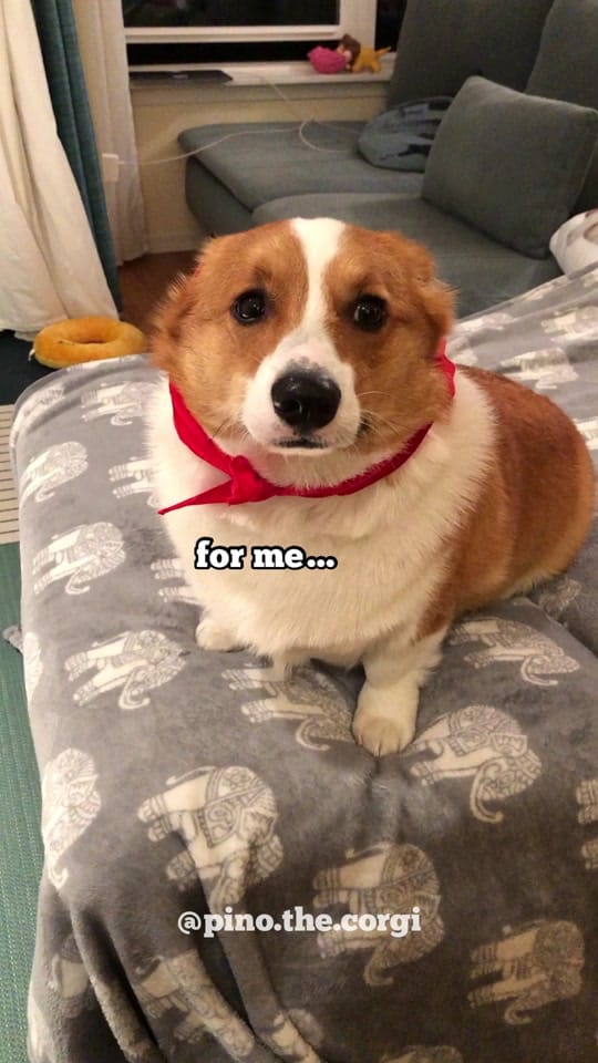 Post 8 by Pino.The.Corgi on TikTok (video)