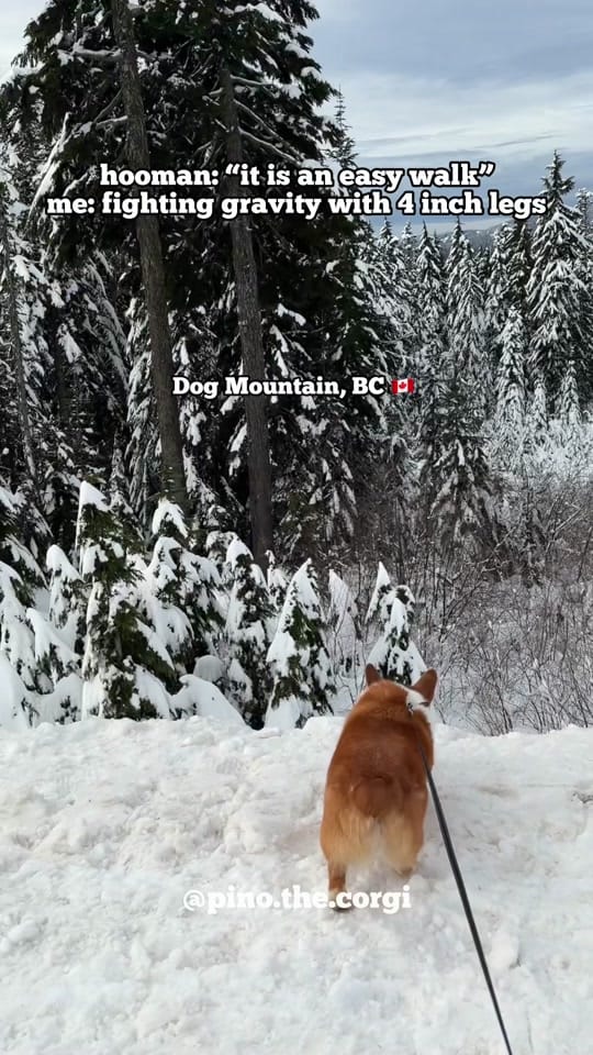 Post 4 by Pino.The.Corgi on TikTok (video)