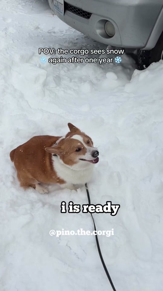 Post 6 by Pino.The.Corgi on TikTok (video)