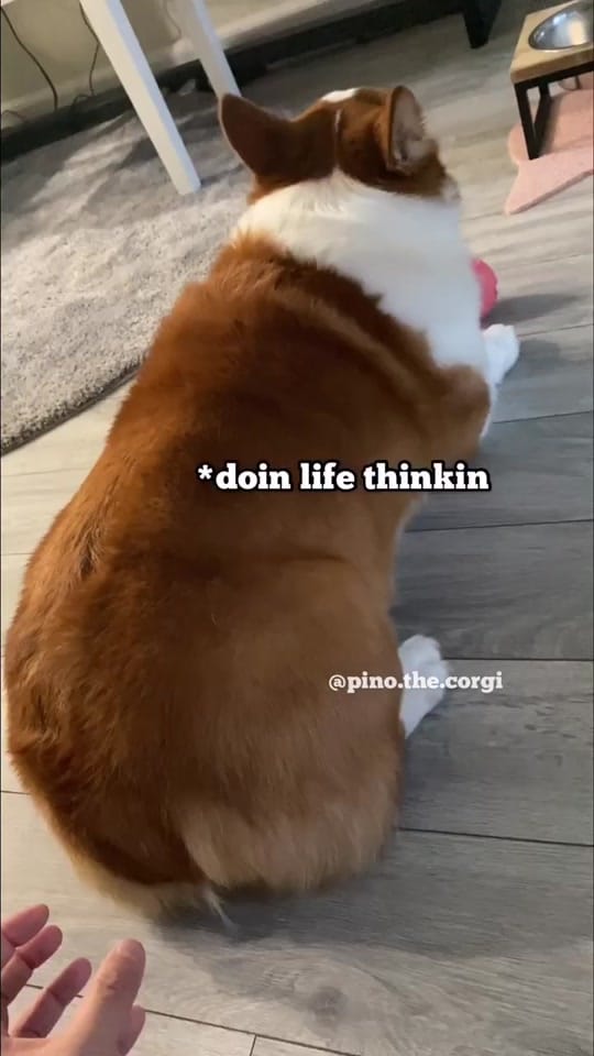 Post 9 by Pino.The.Corgi on TikTok (video)