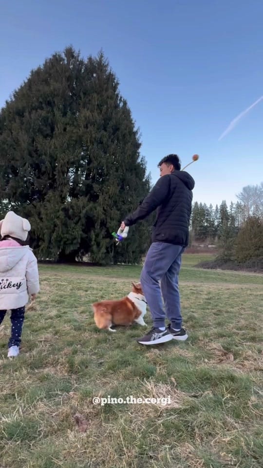 Post 1 by Pino.The.Corgi on TikTok (video)