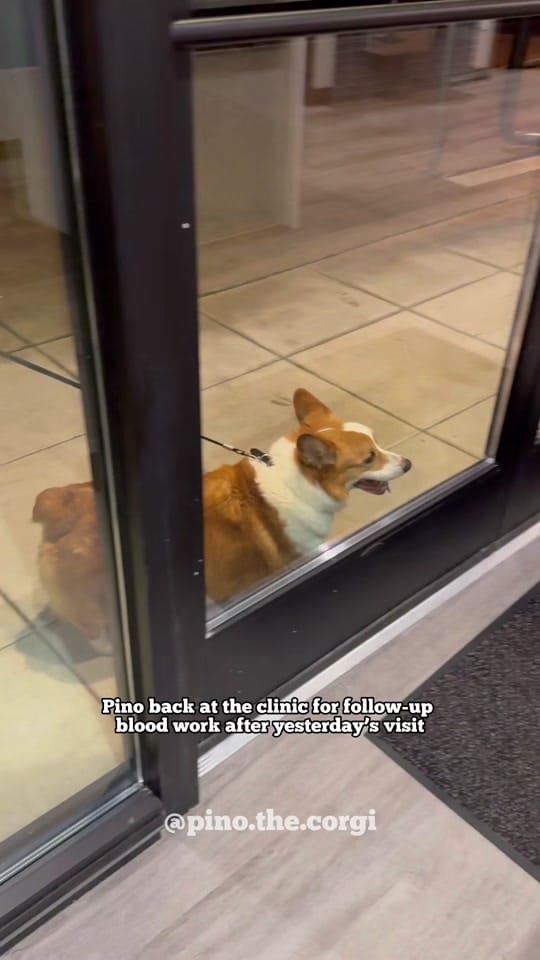 Post 2 by Pino.The.Corgi on TikTok (video)