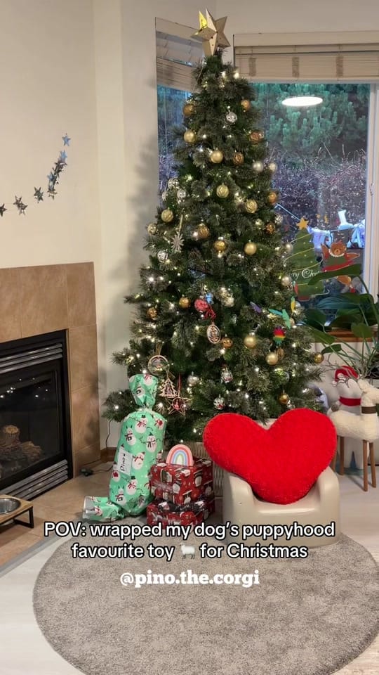 Post 7 by Pino.The.Corgi on TikTok (video)