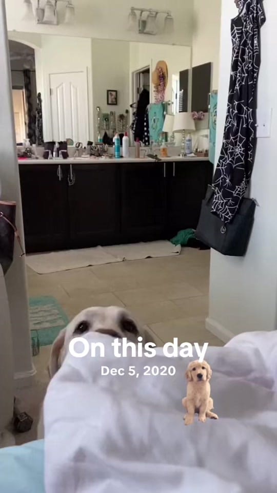 Post 4 by Danielle Burleson on TikTok (video)