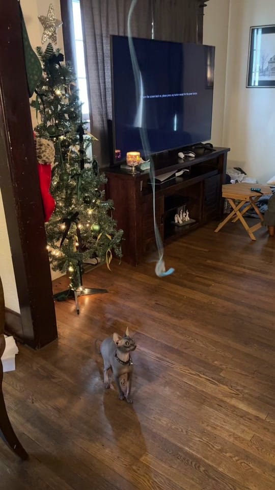Post 10 by HaileighVeebts on TikTok (video)