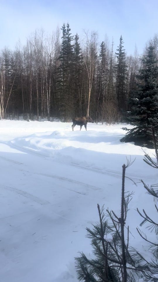 Post 1 by hhalaska on TikTok (video)