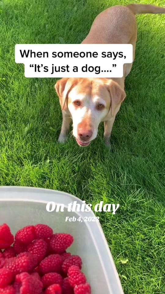 Post 5 by hhalaska on TikTok (video)