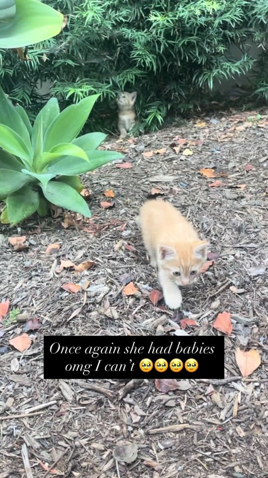 Post 1 by karen_qtip on TikTok (video)