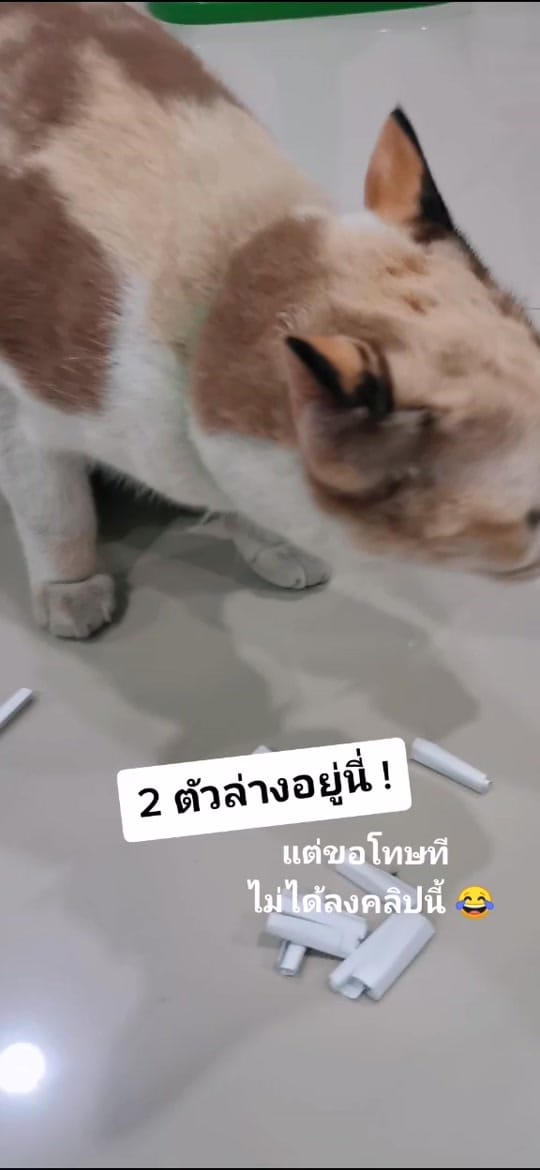 Post 10 by Ploy Proud to Present 📺 on TikTok (video)