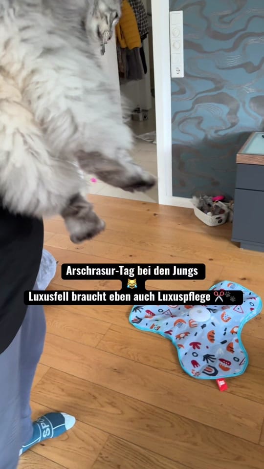 Post 8 by Pascha&Semih&Mika on TikTok (video)