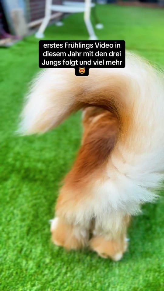 Post 5 by Pascha&Semih&Mika on TikTok (video)