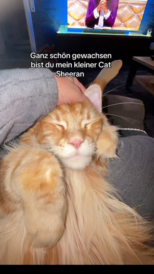 Post 7 by Pascha&Semih&Mika on TikTok (video)
