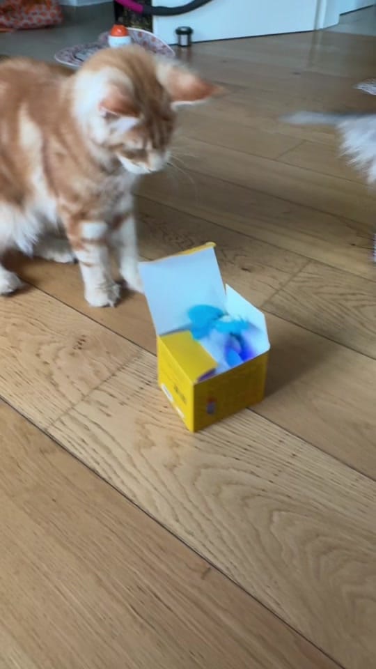 Post 10 by Pascha&Semih&Mika on TikTok (video)