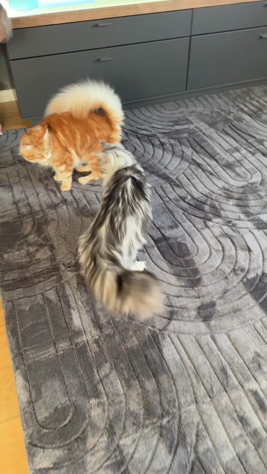 Post 6 by Pascha&Semih&Mika on TikTok (video)