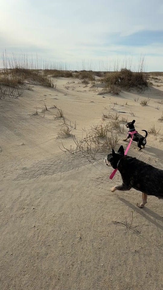 Post 2 by Jack and Jill and Weenie on TikTok (video)