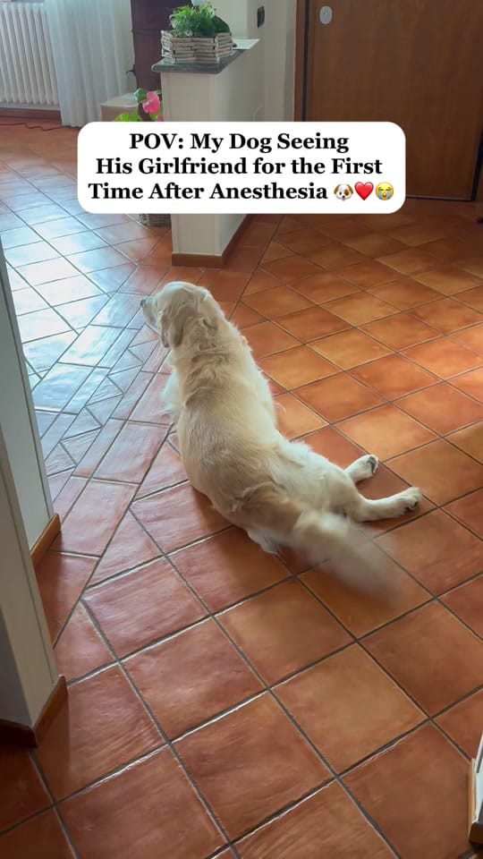 Post 6 by andreascapolo🇺🇸🇮🇹 on TikTok (video)