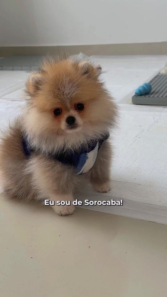 Post 8 by eu.sousarah.secundaria on TikTok (video)