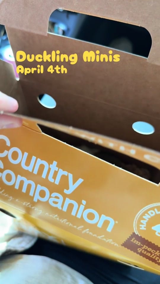 Post 2 by Abi | Southern IL Photographer on TikTok (video)