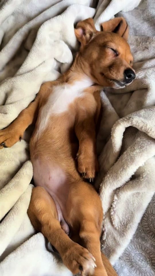 Post 1 by Elizabeth Miller on TikTok (video)