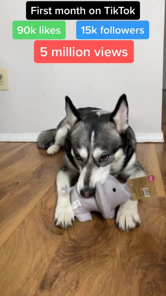 Post 9 by howlao on TikTok (video)
