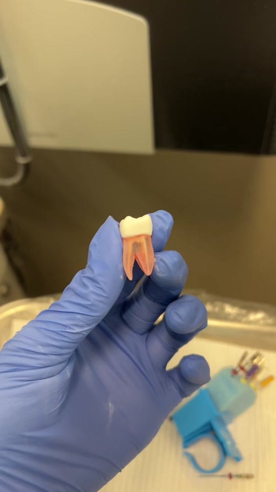 Post 10 by Isabella T. | Dental Student on TikTok (video)