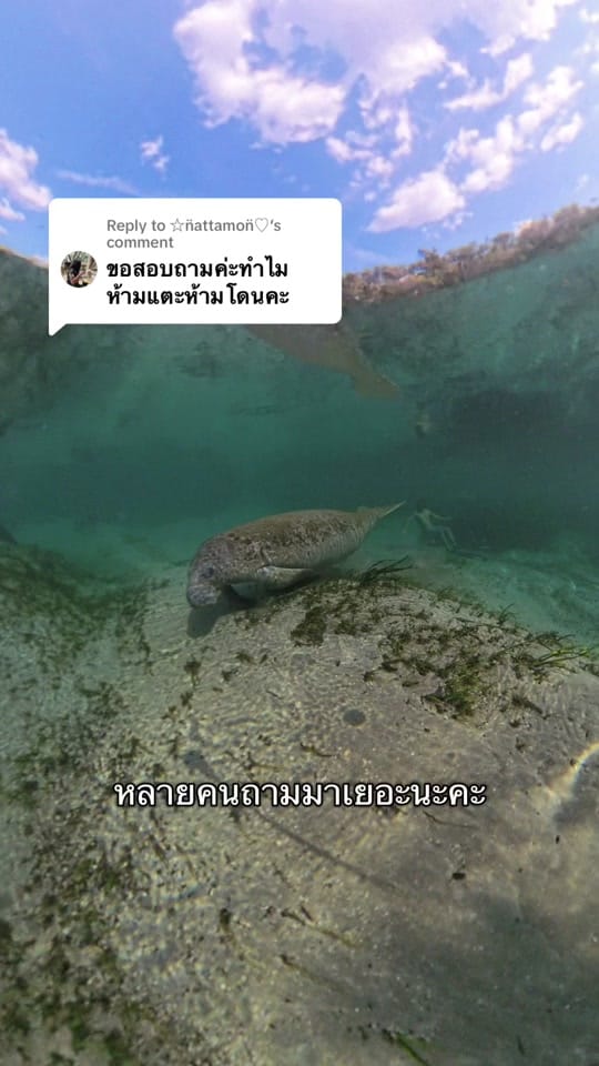 Post 9 by Tawyiiseatheworld on TikTok (video)