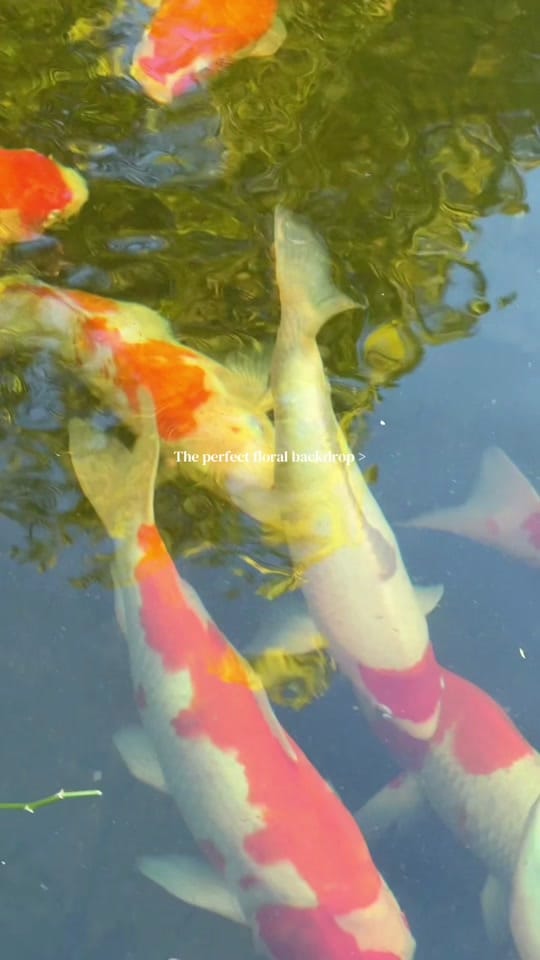 Post 6 by Blissful | Wedding Content on TikTok (video)