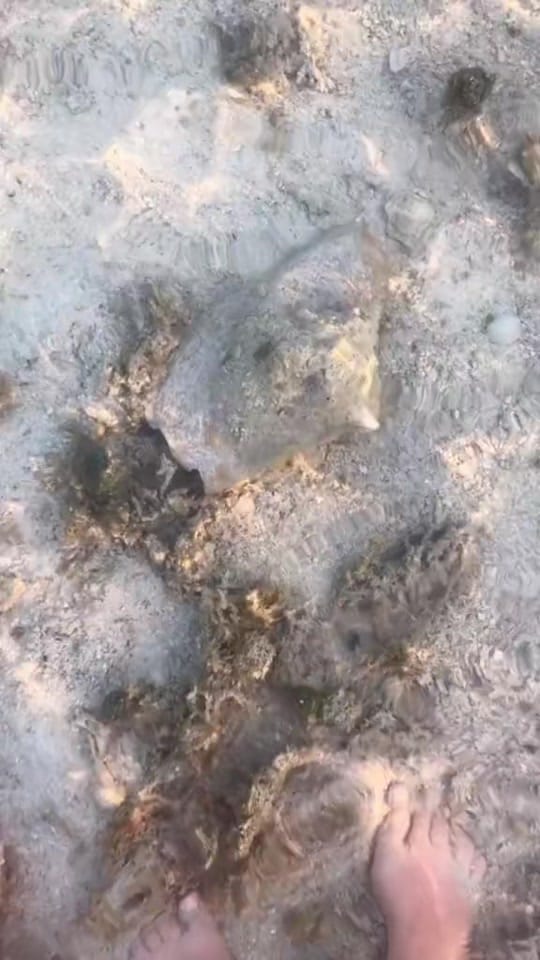Post 4 by nickxjulie on TikTok (video)