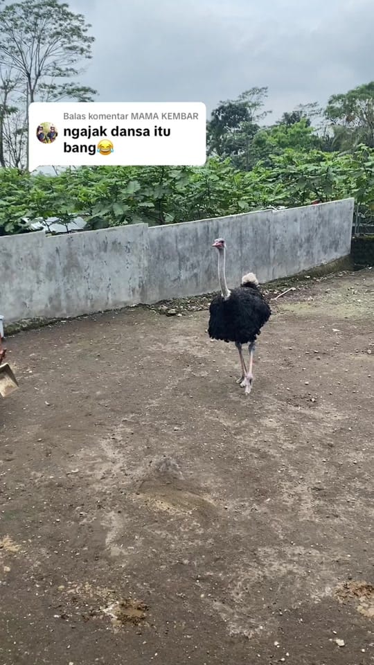 Post 8 by tourjekjogja on TikTok (video)