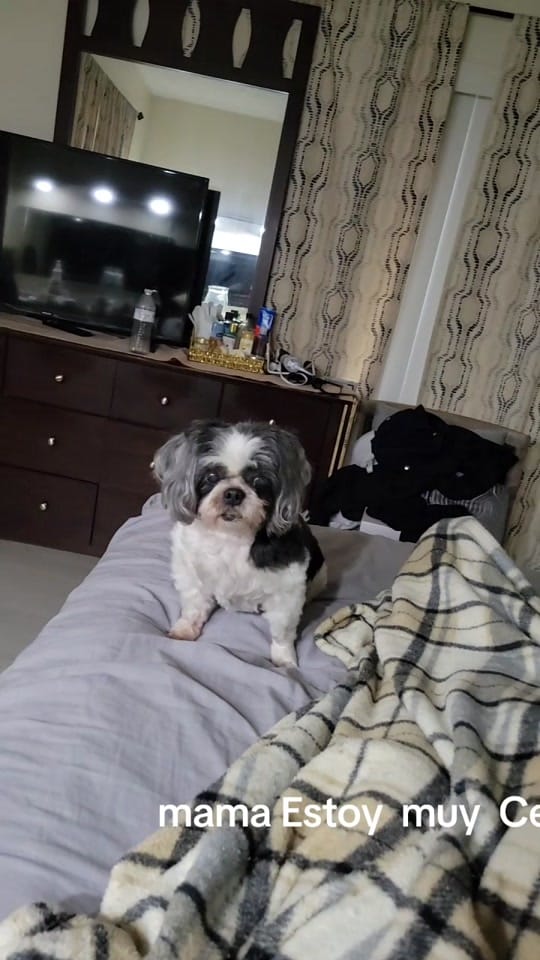 Post 2 by Ivelisse P. on TikTok (video)
