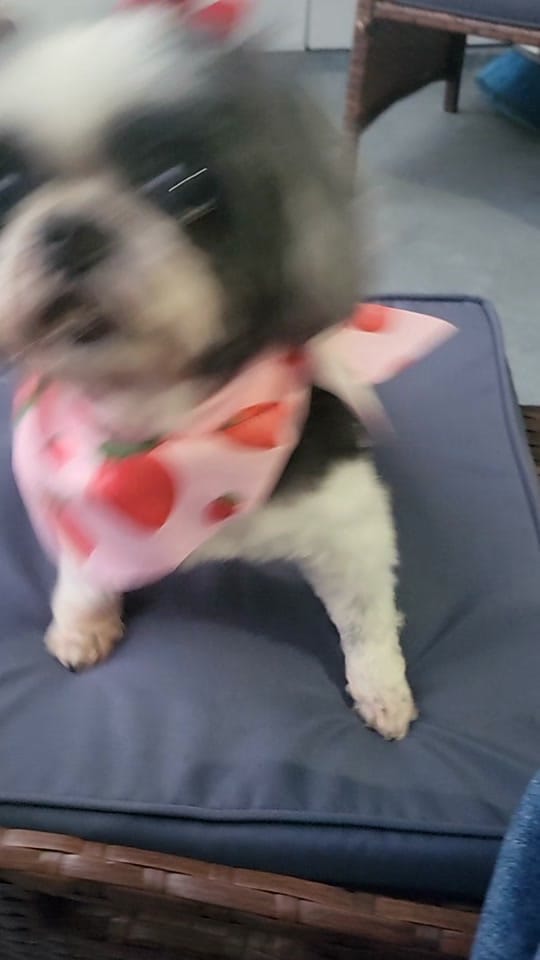 Post 3 by Ivelisse P. on TikTok (video)