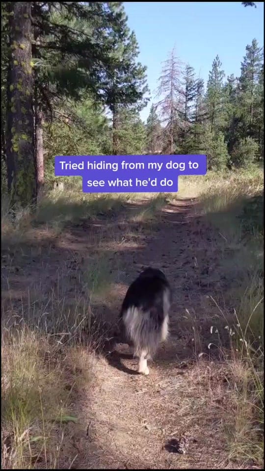 Post 8 by Ryan French on TikTok (video)