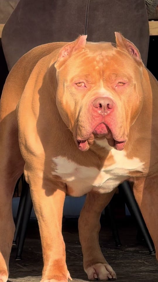 Post 1 by andybullylife on TikTok (video)
