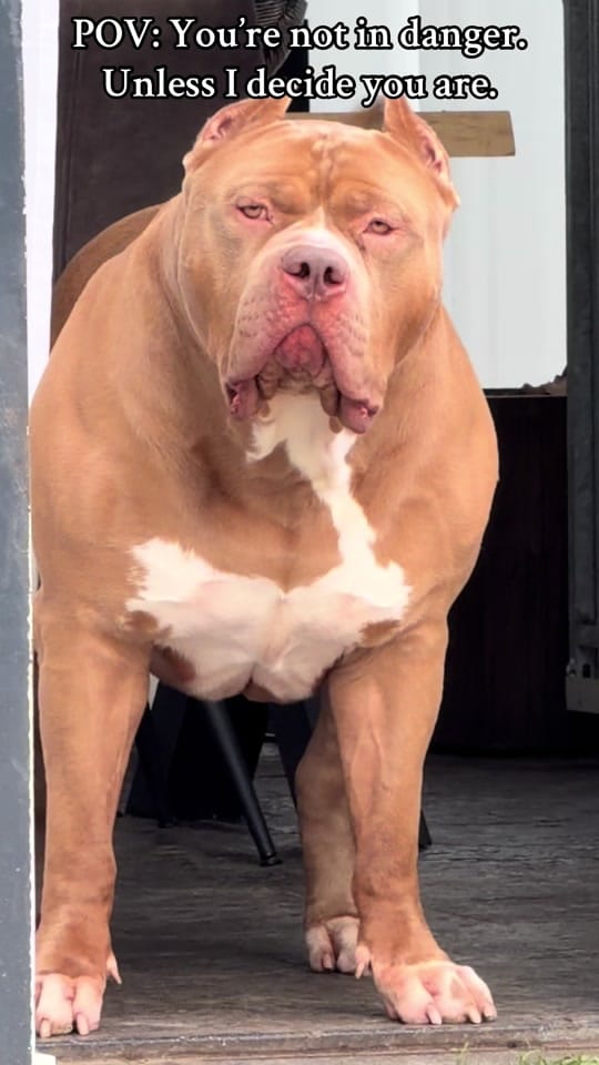 Post 7 by andybullylife on TikTok (video)