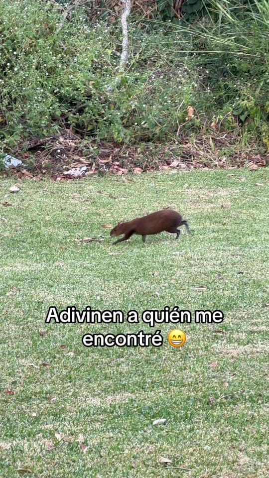 Post 8 by Jorge Vidal on TikTok (video)