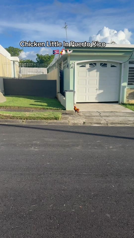 Post 3 by Real Streets Puerto Rico🇵🇷 on TikTok (video)