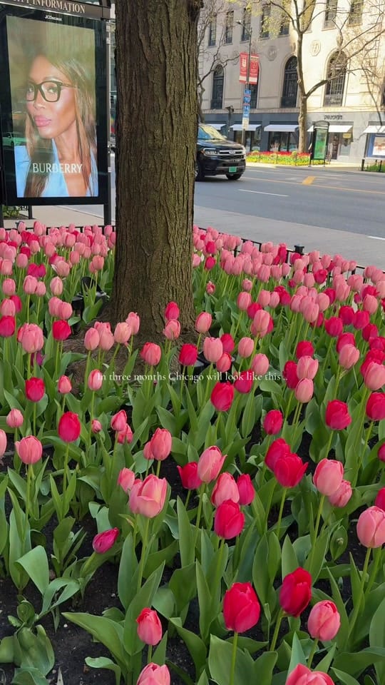 Post 5 by TANJA 🍒 on TikTok (video)