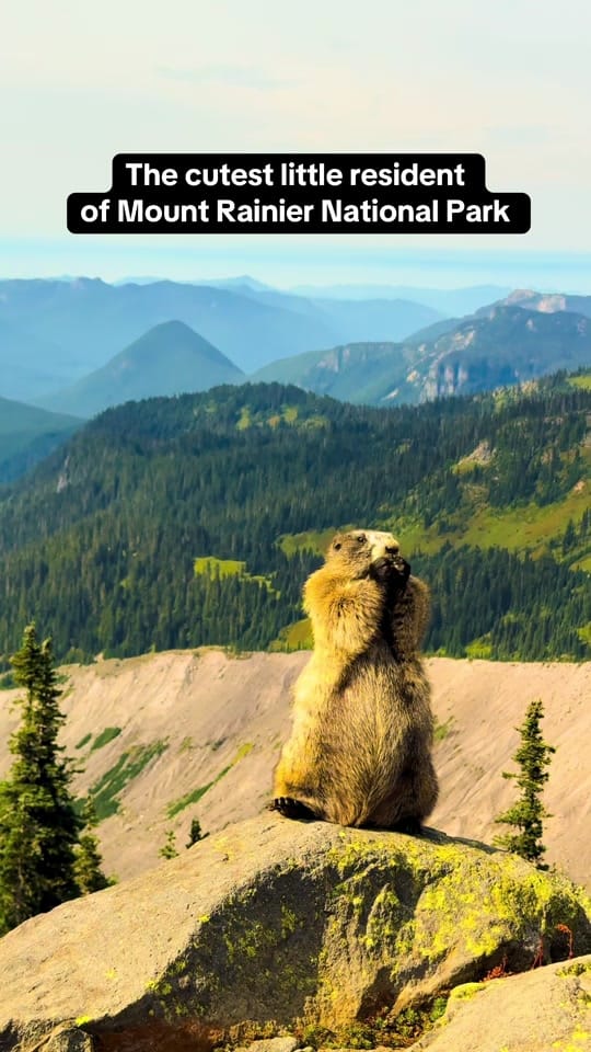 Post 4 by Anna & Nitin on TikTok (video)