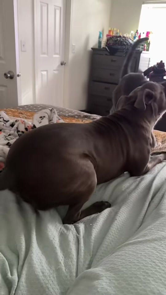 Post 3 by Yogi on TikTok (video)