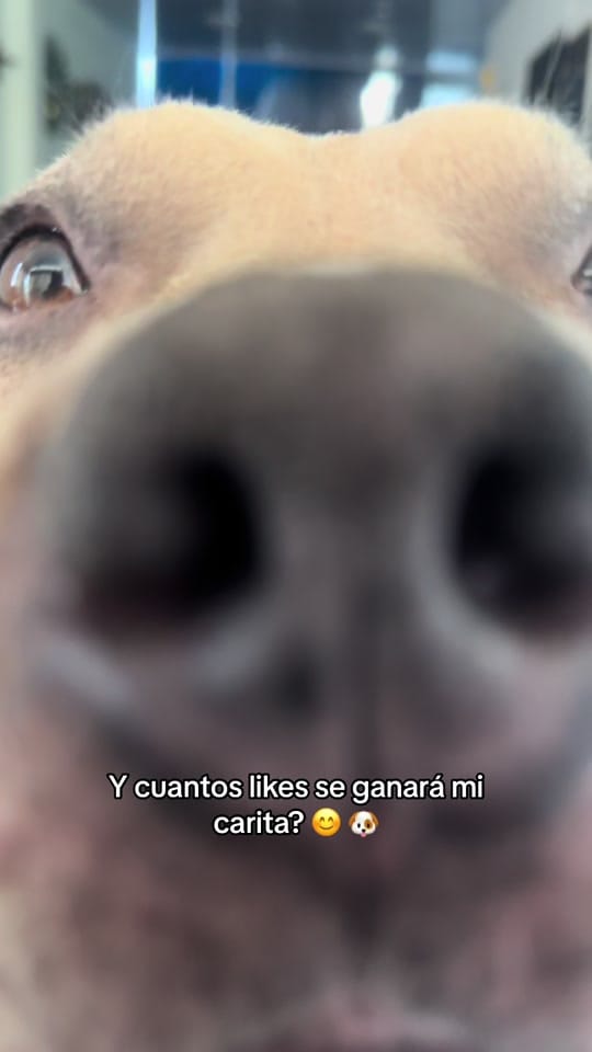 Post 9 by Vikingo606 on TikTok (video)