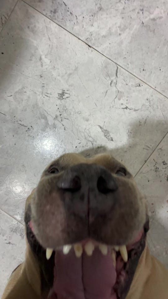 Post 8 by Vikingo606 on TikTok (video)